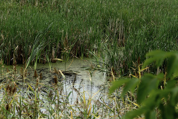 alligator in the grass