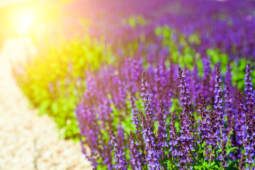 Naklejka premium Blooming Lavender. Beautiful lilac lavender