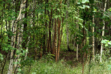 Fototapeta premium bamboo forest background