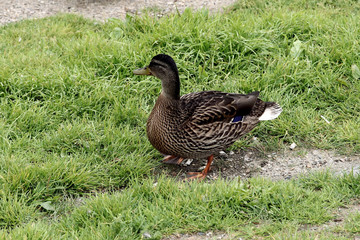duck on the grass