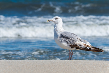 Fototapeta premium A Seagull Standing on the Beach and Waiting for the Next Wave