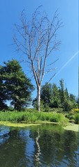 tree in the water