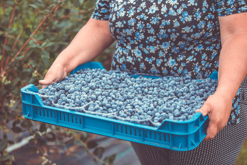 A farmer harvesting or picking up fresh blueberries of his huge blueberry farm, food concept