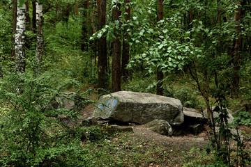 rocks in the woods