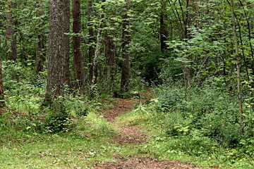 Obraz premium footpath in the woods