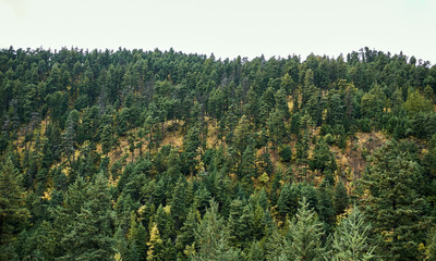 Fog over the Coniferous forest. forest in autumn. Evergreen trees and yellow bushes.. Natural autumn background.