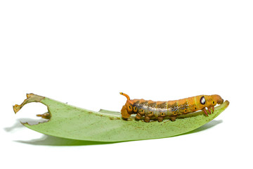 Close-up orange striped caterpillars isolated on white background