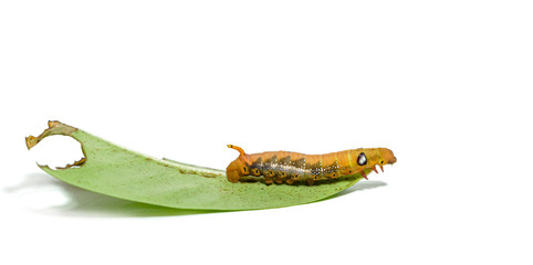 Close-up orange striped caterpillars isolated on white background