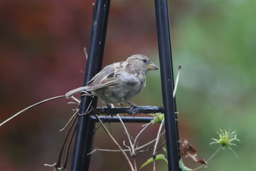 sparrow with a red and green background