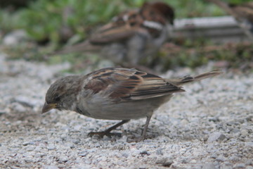 sparrows eating from the ground