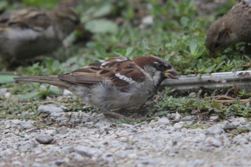sparrows eating from the ground