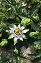 Buds and flowering of blue passionflower