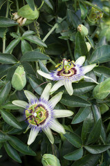 Obraz premium Buds and flowering of blue passionflower