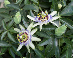 Buds and flowering of blue passionflower