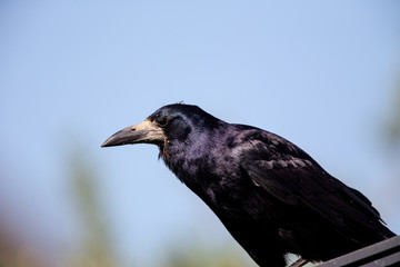 Rook (Corvus frugilegus)