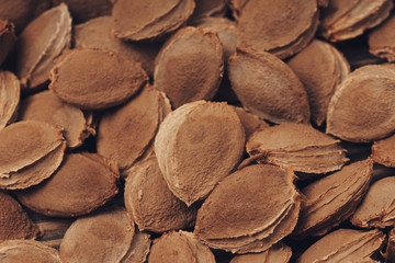a heap of apricot pits, background texture