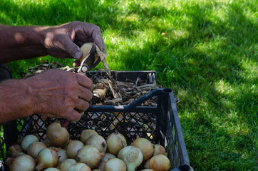 Cleaning and pruning onions against a lawn background