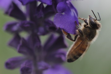 honey bee and the lavender