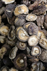 Shiitake, Lentil edible, japanese forest mushroom - edible mushroom
