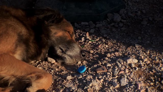 Stray dog sleeping on ground