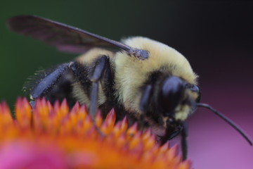 bumblebee on a flower macro