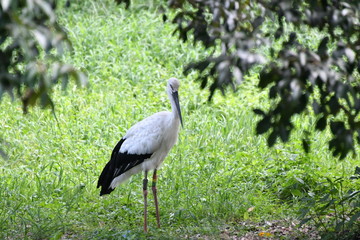 Fototapeta premium コウノトリ