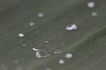 dew on the leaf after the rain
