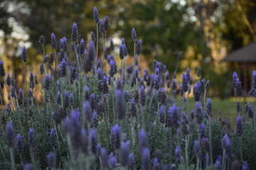 Lavanda