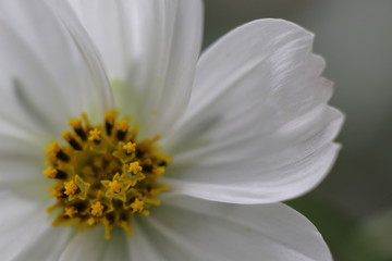 Fototapeta premium white flower with yellow midlle