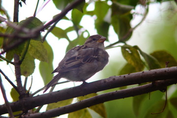 female sparrow in the middle of tree