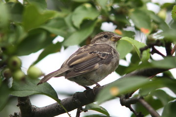 female sparrow in the middle of tree