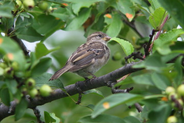 female sparrow in the middle of tree