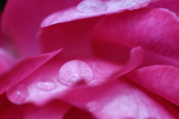 dew on pink flower petals