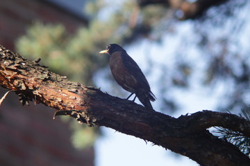 american robin bird on a branch