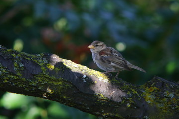 sparrow on a branch with colorful background