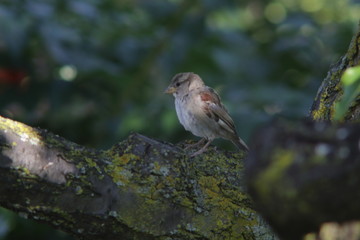 sparrow on a branch with colorful background