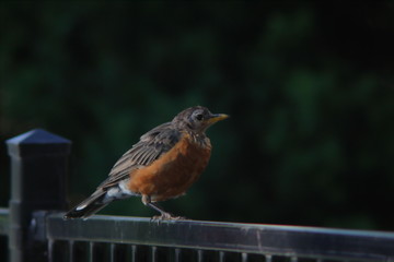 American Robin on a metal fence