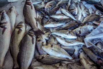 Fresh fish – seabass and seabream orata fish –on ice for sale at outdoors sea food market. Raw fish.
