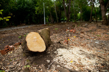 Cutting down trees in a city park