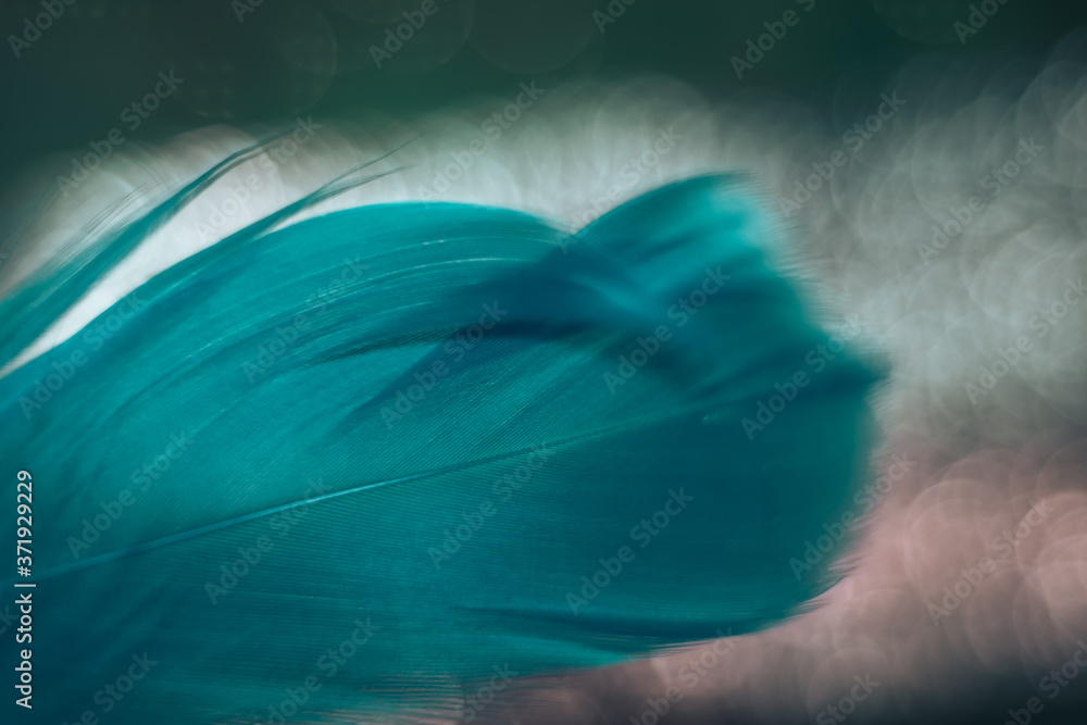 Poster Close up Beautiful blue Bird feather pattern on a bokeh background for design texture.