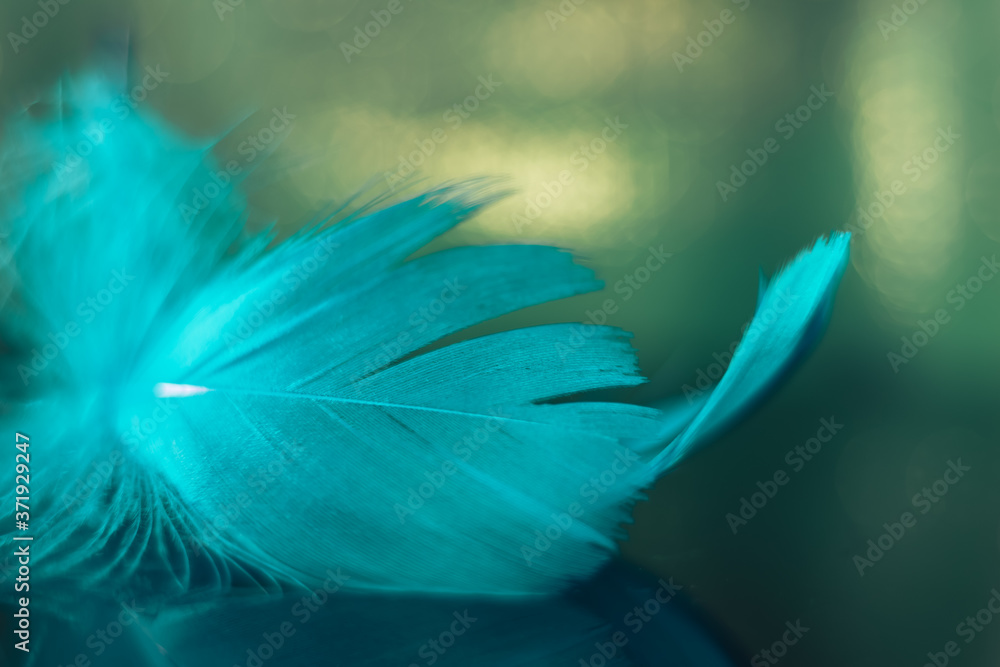 Poster Beautiful blue Bird feather on a bokeh background.  Pattern background for design texture.  Macro view photography.