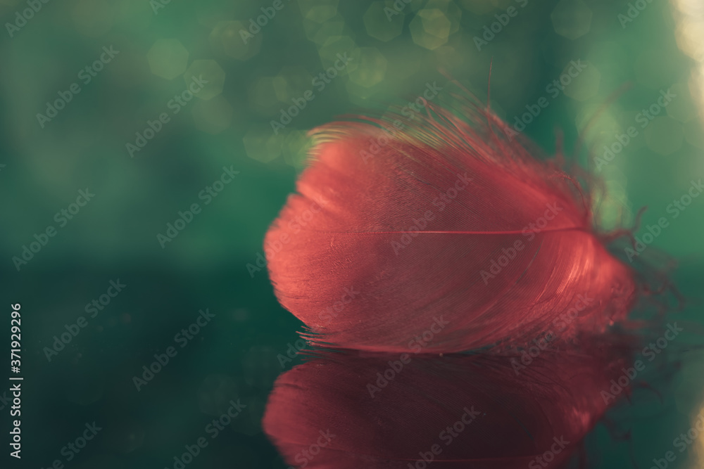 Poster Beautiful red Bird feather on a bokeh background.  Pattern background for design texture.  Macro view photography.