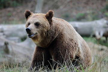 Fototapeta premium Férocité d'ours
