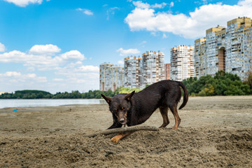 Australian Kelpie dog playing in the sand next to the river