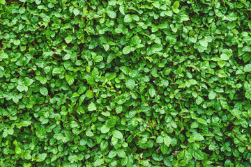 Green leaves a wall of texture and background, Green leaves pattern background, the wall of green trees in the garden for the background.