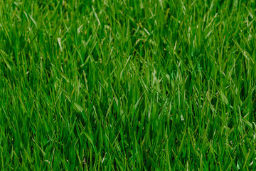 Fresh green grass in sunny day. Natural background