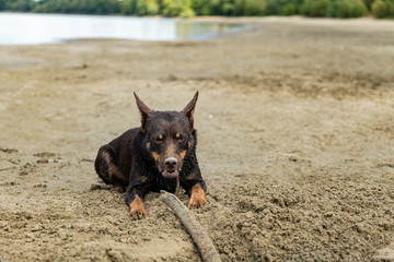 Australian Kelpie dog playing in the sand next to the river