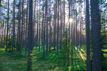A beautiful green forest where the sun's rays pass through the trees. Sunset in the woods.