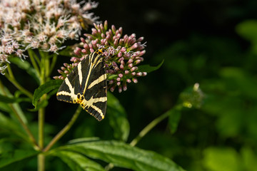 Jersey tiger butterfly Euplagia quadripunctaria sitting on austria alps flower