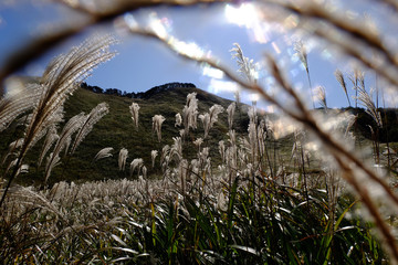 ススキ/Susuki/silvergrass